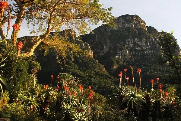 A picture taken in Kirstenbosch National Botanical Garden from Mathews Rockery, Cape Town, Western Cape Province, South Africa
