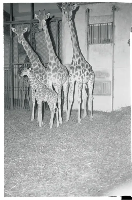 Framed Print : Pictures of Giraffe Framed Print : Pictures of Giraffe