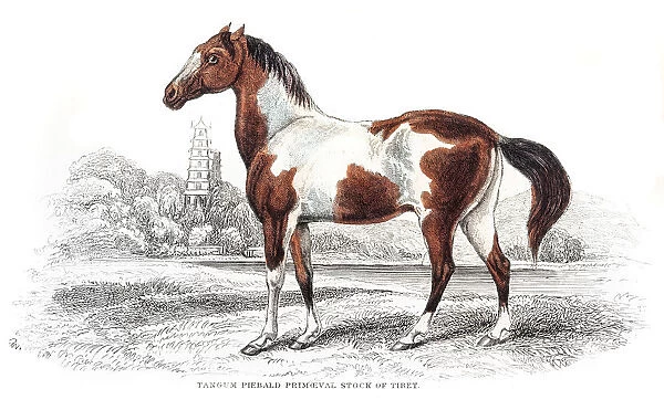 Pieabald spottted horse 1841