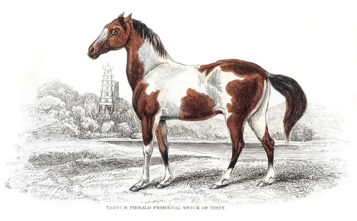Framed Print : Pieabald spottted horse 1841 Framed Print : Pieabald spottted horse 1841