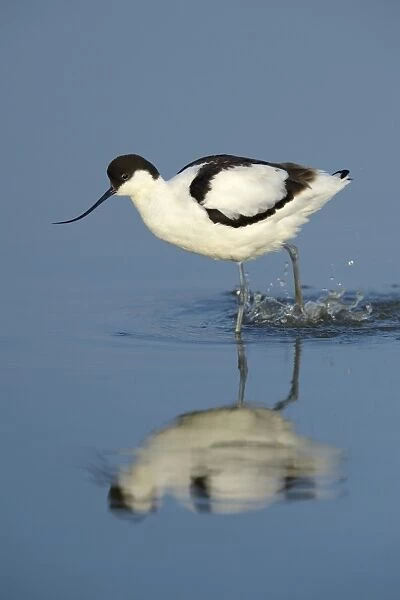 Pied Avocet -Recurvirostra avosetta-, foraging for food, Wagejot Nature Reserve, Texel, West Frisian Islands, province of North Holland, Netherlands