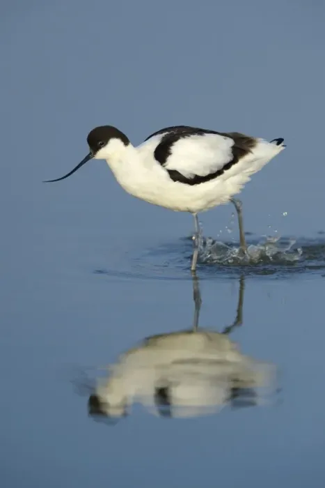 Framed Print : Pied Avocet -Recurvirostra avosetta-, foraging for food, Wagejot Nature Reserve, Texel, West Frisian Islands, province of North Holland, Netherlands Framed Print : Pied Avocet -Recurvirostra avosetta-, foraging for food, Wagejot Nature Reserve, Texel, West Frisian Islands, province of North Holland, Netherlands