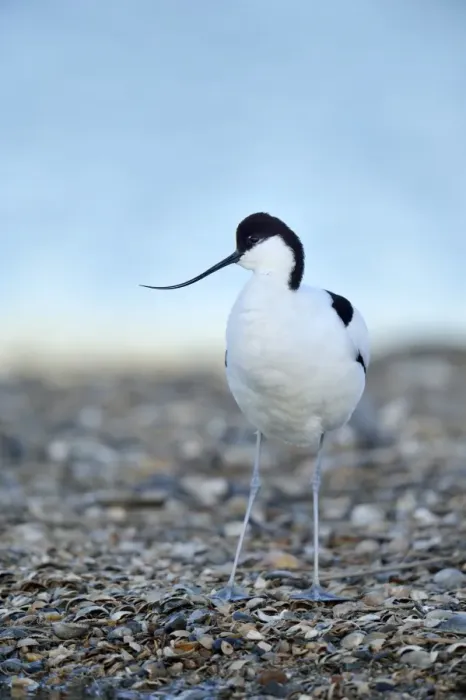Framed Print : Pied Avocet -Recurvirostra avosetta-, Oosterend, Oosterend, Texel, West Frisian Islands, province of North Holland, Netherlands Framed Print : Pied Avocet -Recurvirostra avosetta-, Oosterend, Oosterend, Texel, West Frisian Islands, province of North Holland, Netherlands