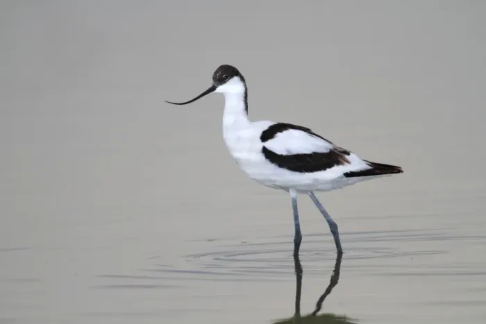 Framed Print : Pied Avocet -Recurvirostra avosetta-, standing in shallow water, Apetlon, Lake Neusiedl, Burgenland, Austria, Europe Framed Print : Pied Avocet -Recurvirostra avosetta-, standing in shallow water, Apetlon, Lake Neusiedl, Burgenland, Austria, Europe