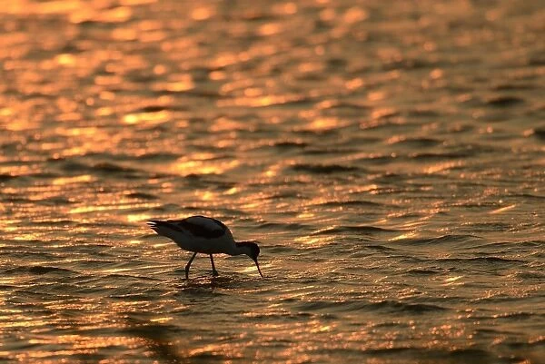 Pied Avocet -Recurvirostra avosetta-, against the light at sunset, standing in water, Texel, The Netherlands, Europe