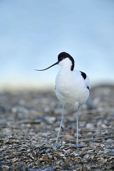 Pied Avocet -Recurvirostra avosetta-, Oosterend, Oosterend, Texel, West Frisian Islands, province of North Holland, Netherlands
