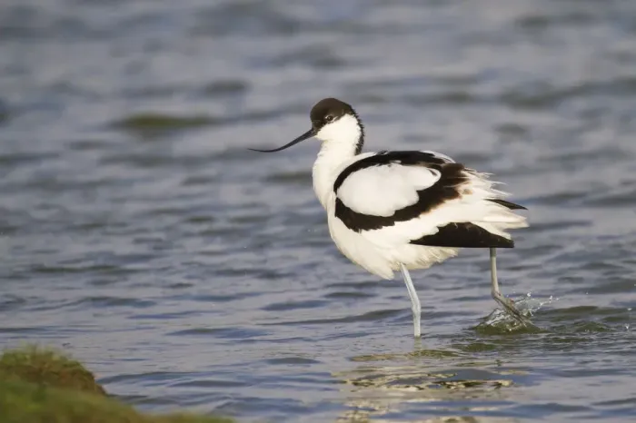 Framed Print : Pied Avocet -Recurvirostra avosetta- standing in water, Texel, The Netherlands Framed Print : Pied Avocet -Recurvirostra avosetta- standing in water, Texel, The Netherlands
