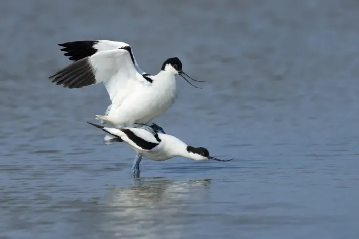 Framed Print : Pied Avocets -Recurvirostra avosetta-, mating, Wagejot nature reserve, Texel, West Frisian Islands, province of North Holland, The Netherlands