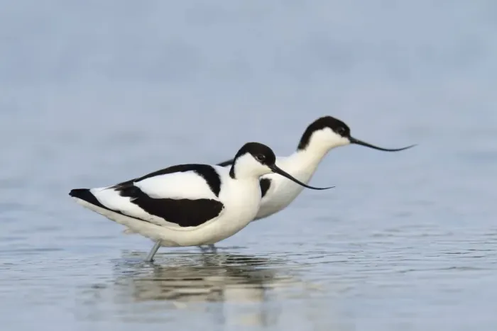 Framed Print : Two Pied Avocets -Recurvirostra avosetta-, Oosterend, Oosterend, Texel, West Frisian Islands, province of North Holland, The Netherlands Framed Print : Two Pied Avocets -Recurvirostra avosetta-, Oosterend, Oosterend, Texel, West Frisian Islands, province of North Holland, The Netherlands