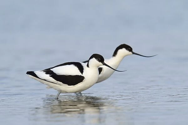 Two Pied Avocets -Recurvirostra avosetta-, Oosterend, Oosterend, Texel, West Frisian Islands, province of North Holland, The Netherlands