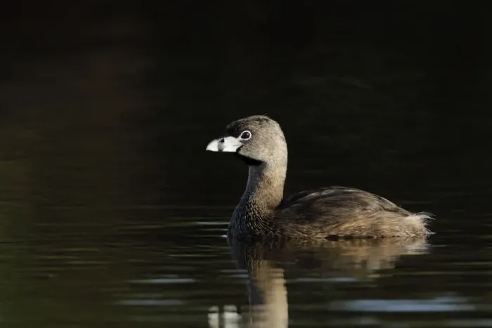 Framed Print : Pied-billed Grebe