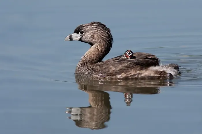 Framed Print : Pied-billed Grebe with chick Framed Print : Pied-billed Grebe with chick