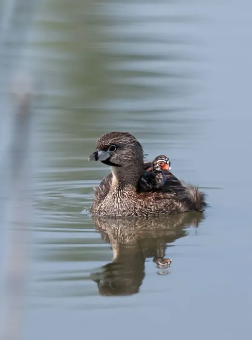 Framed Print : Pied-billed Grebe with chick Framed Print : Pied-billed Grebe with chick