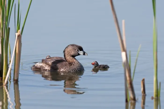 Framed Print : Pied-billed Grebe with chicks Framed Print : Pied-billed Grebe with chicks