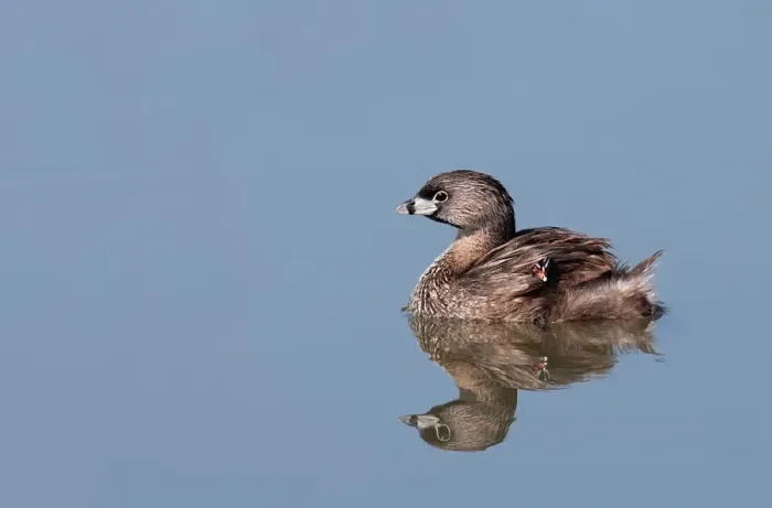 Framed Print : Pied-billed Grebe with chicks Framed Print : Pied-billed Grebe with chicks
