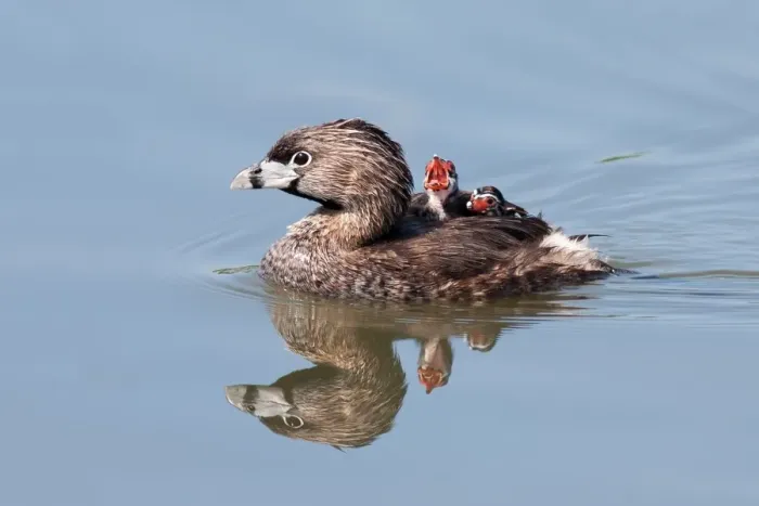 Framed Print : Pied-billed Grebe with chicks Framed Print : Pied-billed Grebe with chicks