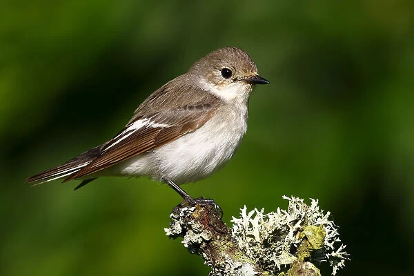 Pied flycatcher -Ficedula hypoleuca-, male sitting on a moss-covered branch