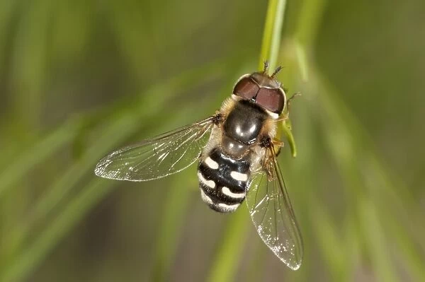 Pied Hoverfly -Scaera pyrastri-, males, Untergroeningen, Baden-Wuerttemberg, Germany, Europe