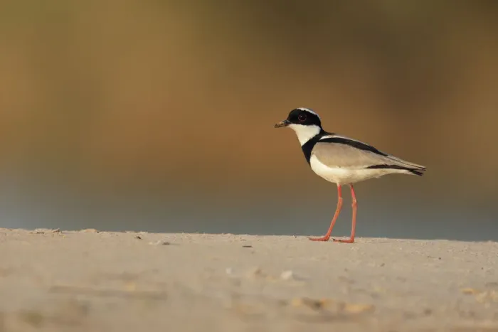 Framed Print : Pied Plover (Vanellus cayanus) Framed Print : Pied Plover (Vanellus cayanus)