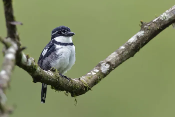 Framed Print : Pied Puffbird