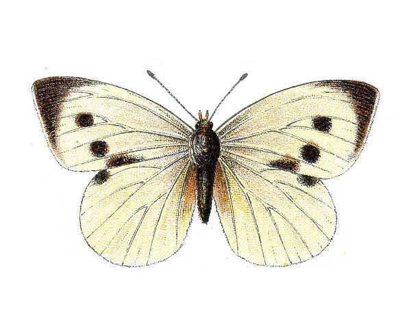 Pieris Brassicae, Large White Butterfly