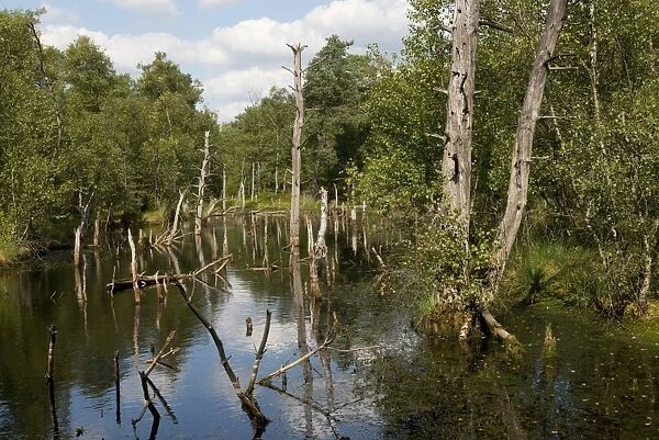 Pietzmoor, Luneburg Heath Nature Reserve, Schneverdingen, Lower Saxony, Germany