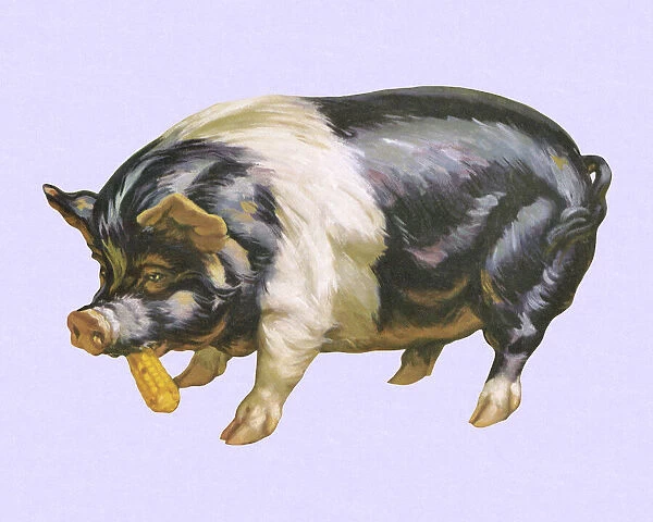 Pig Eating Corn