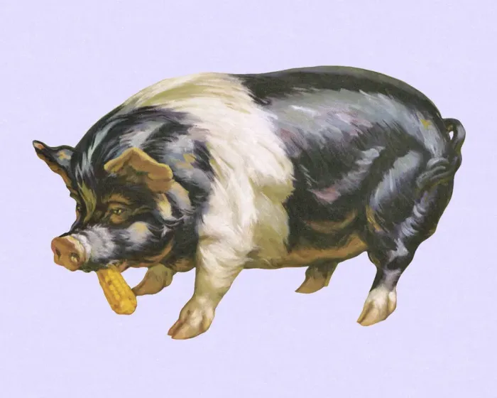 Framed Print : Pig Eating Corn Framed Print : Pig Eating Corn