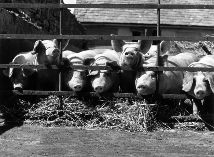 Framed Print : Pig Farm. A herd of swine at a pig-breeding farm. (Photo by Maeers / Getty Images) Framed Print : Pig Farm. A herd of swine at a pig-breeding farm. (Photo by Maeers / Getty Images)