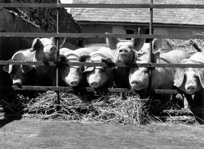 Framed Print : Pig Farm. A herd of swine at a pig-breeding farm Framed Print : Pig Farm. A herd of swine at a pig-breeding farm