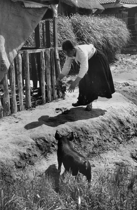 Framed Print : Pig Feeding Framed Print : Pig Feeding