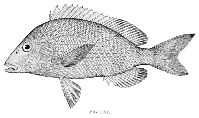 Framed Print : Pig fish engraving 1898