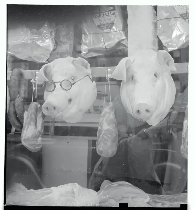 Framed Print : Pig Heads Hanging in Butcher Shop Framed Print : Pig Heads Hanging in Butcher Shop