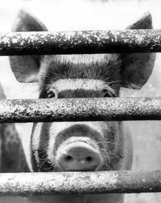 Framed Print : Pig Pen. 14th May 1974: A close-up of a large pig poking its snout through Framed Print : Pig Pen. 14th May 1974: A close-up of a large pig poking its snout through