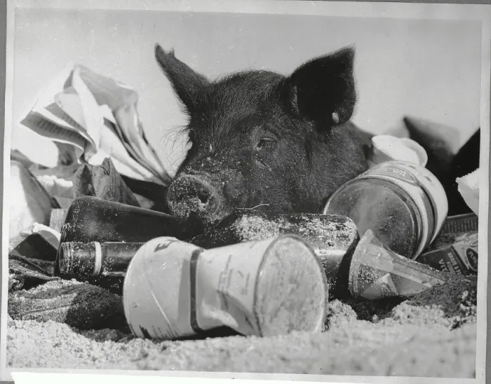 Framed Print : Pig Sleeping on Garbage Framed Print : Pig Sleeping on Garbage