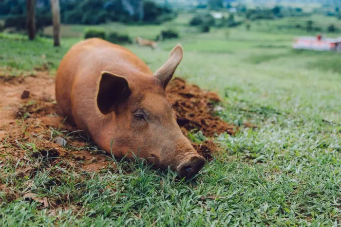 Framed Print : Pig sleeping on a grass in Vinales valley, Cuba Framed Print : Pig sleeping on a grass in Vinales valley, Cuba