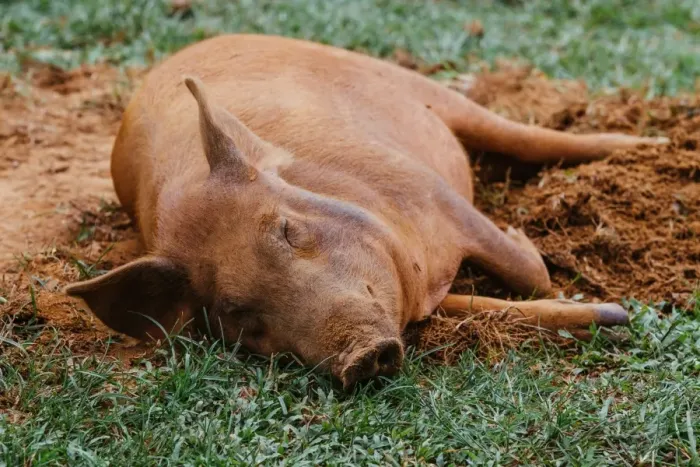 Framed Print : Pig sleeping on a grass in Vinales valley, Cuba Framed Print : Pig sleeping on a grass in Vinales valley, Cuba