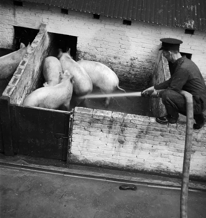 Framed Print : Pig Washing Framed Print : Pig Washing