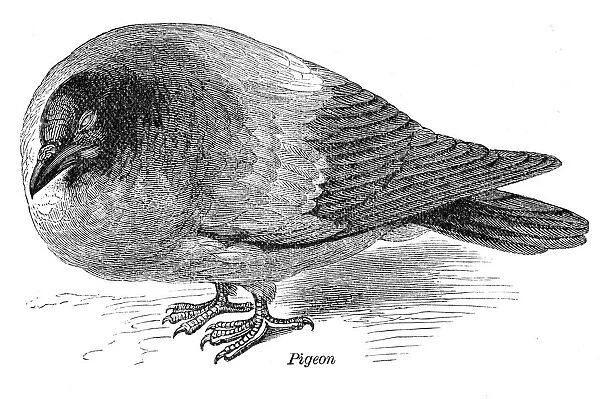 Pigeon engraving anatomy 1872
