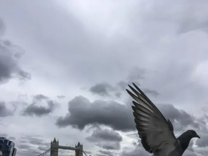 Framed Print : A pigeon flying past London bridge Framed Print : A pigeon flying past London bridge