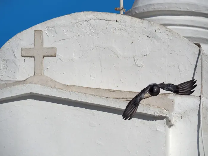 Framed Print : Pigeon Flying Over White Church Wall On Lycabettus Hill, Athens Framed Print : Pigeon Flying Over White Church Wall On Lycabettus Hill, Athens