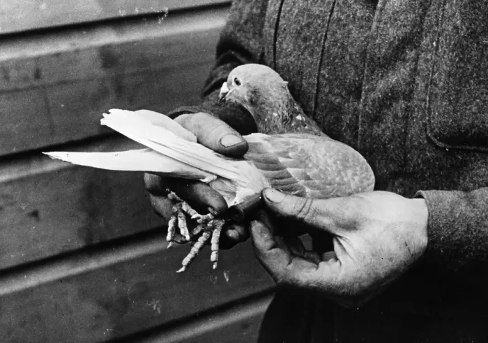 Framed Print : Pigeon In The Hand Framed Print : Pigeon In The Hand