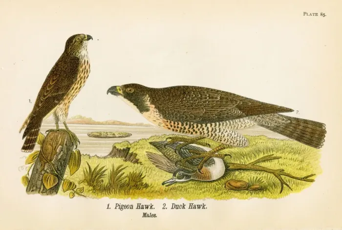 Framed Print : Pigeon hawk bird lithograph 1890 Framed Print : Pigeon hawk bird lithograph 1890