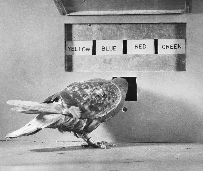 Framed Print : A Pigeon Involved in a Psychological Experiment Framed Print : A Pigeon Involved in a Psychological Experiment