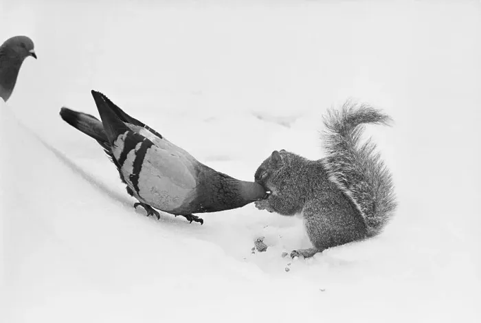 Framed Print : Pigeon Taking Nut from Squirrel on Snowy Day Framed Print : Pigeon Taking Nut from Squirrel on Snowy Day