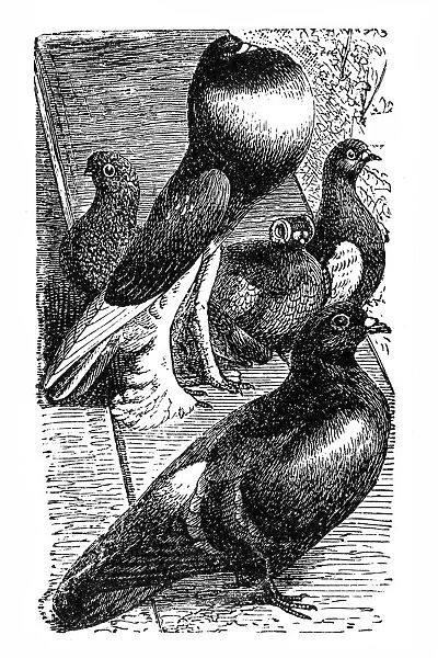 Pigeons. Illustration of a pigeons