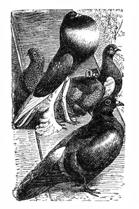 Framed Print : Pigeons. Illustration of a pigeons Framed Print : Pigeons. Illustration of a pigeons