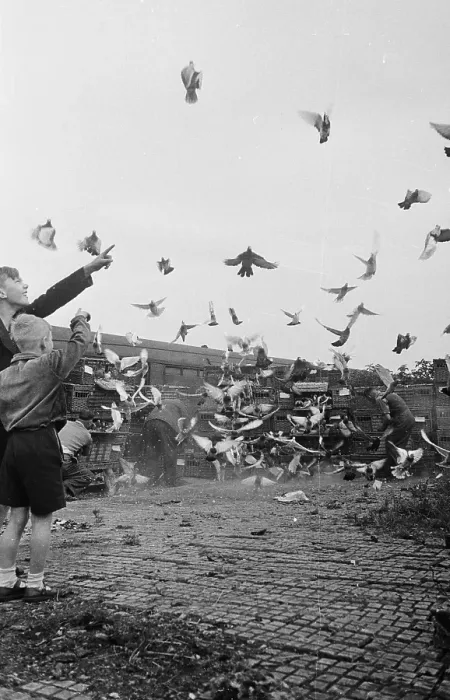 Framed Print : Pigeons Aloft Framed Print : Pigeons Aloft