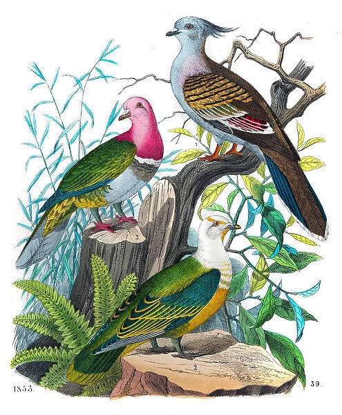 Pigeons engraving 1853