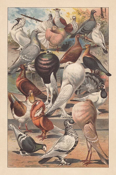 Pigeons, lithograph, published in 1893